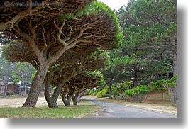 california, horizontal, mendocino, paths, trees, under, west coast, western usa, photograph