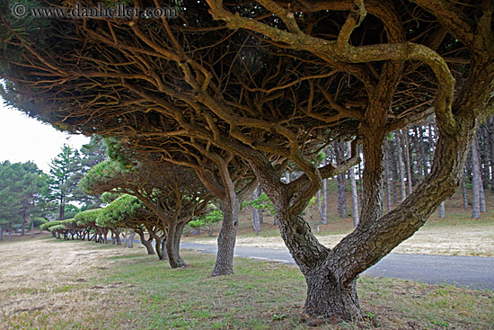 under-trees-n-path-3.jpg