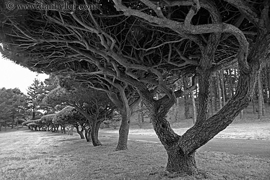under-trees-n-path-3-bw.jpg