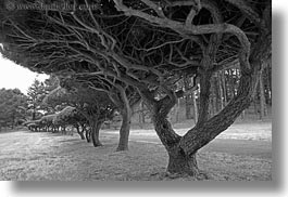 black and white, california, horizontal, mendocino, paths, trees, under, west coast, western usa, photograph