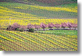 blos, california, cherries, horizontal, napa, west coast, western usa, photograph