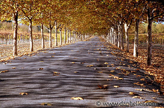 trees-road1.jpg