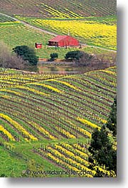 california, houses, napa, vertical, vineyards, west coast, western usa, photograph