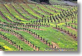 california, horizontal, napa, vineyards, west coast, western usa, photograph