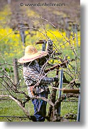 california, napa, vertical, west coast, western usa, workers, photograph