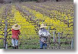 california, horizontal, napa, west coast, western usa, workers, photograph