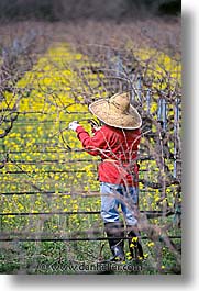 california, napa, vertical, west coast, western usa, workers, photograph