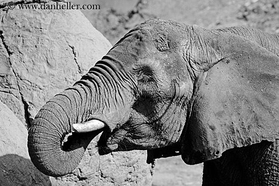 african-elephant-01.jpg