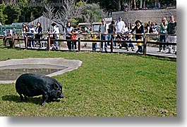 animals, asian, california, horizontal, miniature, oakland zoo, pigs, potbellied, west coast, western usa, photograph