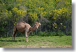 animals, california, camels, dromedary camel, horizontal, oakland zoo, west coast, western usa, photograph