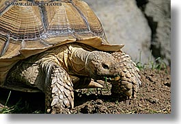 animals, california, horizontal, oakland zoo, spurred tortoise, west coast, western usa, photograph