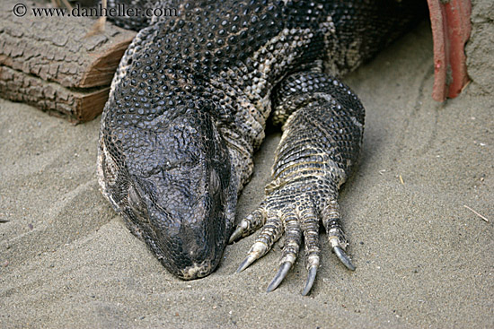 white-throated-monitor-lizard.jpg