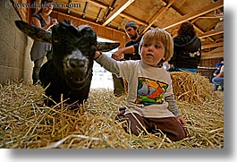 animals, boys, california, childrens, goats, horizontal, jacks, oakland zoo, toddlers, west coast, western usa, photograph