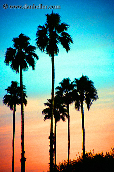 palm_trees-n-sunrise-2.jpg