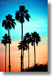 california, palm springs, palm trees, sunrise, vertical, west coast, western usa, photograph