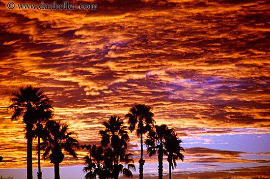 palm_trees-n-sunrise-3.jpg