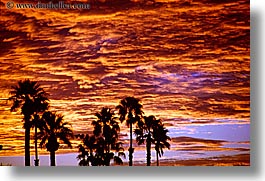 california, horizontal, palm springs, palm trees, sunrise, west coast, western usa, photograph