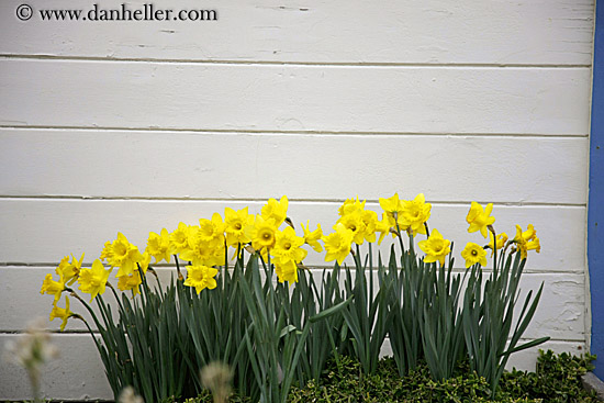 yellow-daffodils.jpg