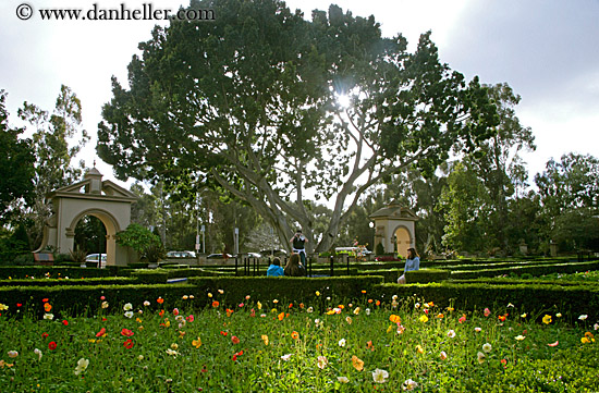 sun-thru-trees-to-flowers.jpg