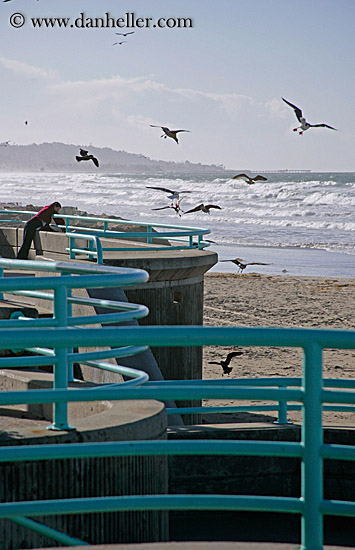 beach-bars-pigeons.jpg