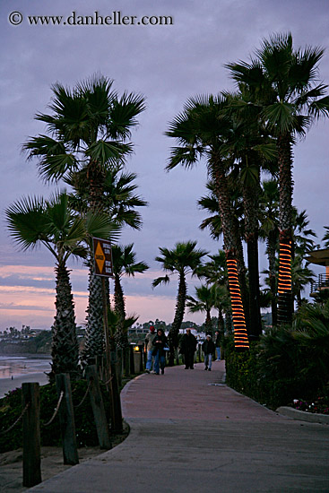 lighted-palm_trees-n-sidewalk-dusk.jpg