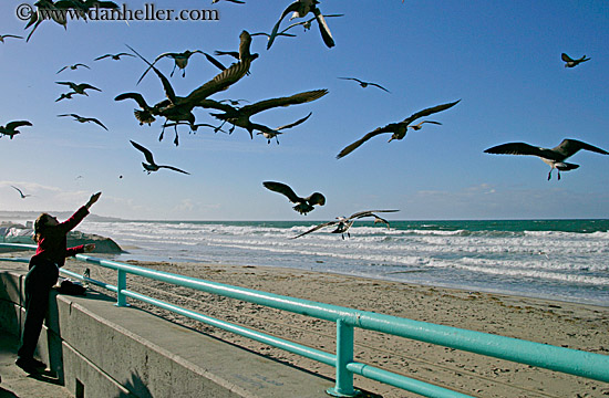 pigeon-feeding-1.jpg