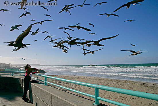 pigeon-feeding-2.jpg