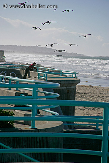 pigeon-feeding-3.jpg