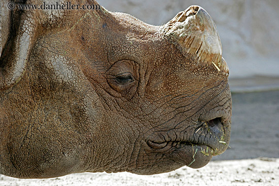 black-rhinoceros-3.jpg