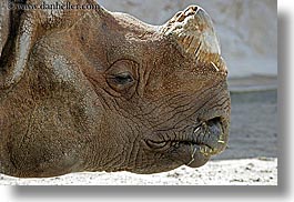 black, california, horizontal, rhinoceros, san diego, west coast, western usa, zoo, photograph