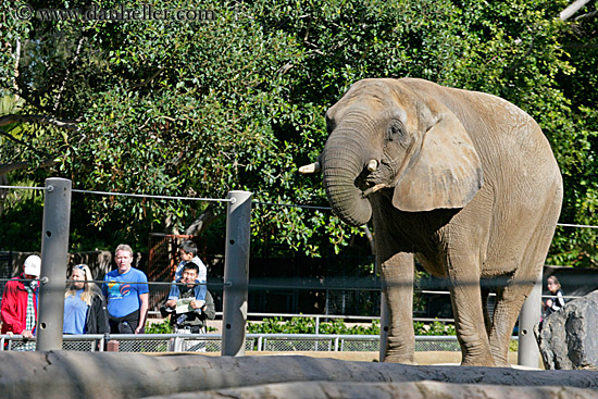 elephant-n-tourists-1.jpg