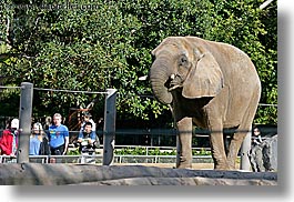 california, elephants, horizontal, san diego, tourists, west coast, western usa, zoo, photograph