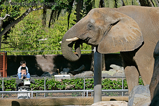 elephant-n-tourists-2.jpg