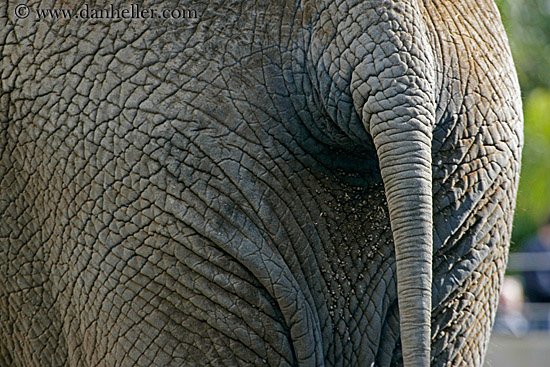 elephant-tail.jpg