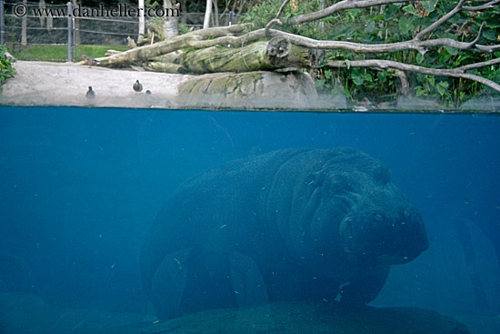 hippopotamus-under-water-1.jpg