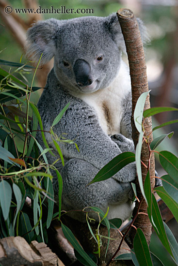 koala-bear-2.jpg
