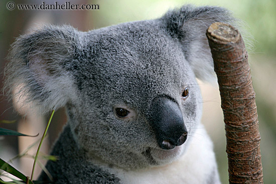 koala-bear-5.jpg