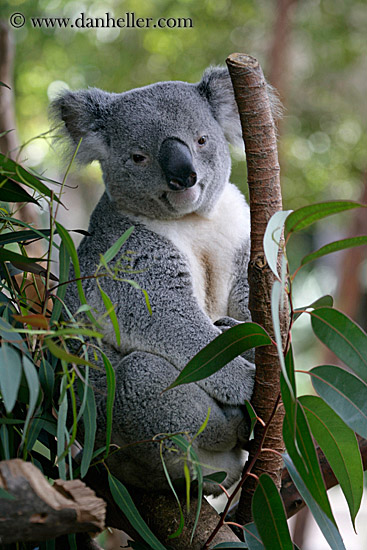 koala-bear-6.jpg