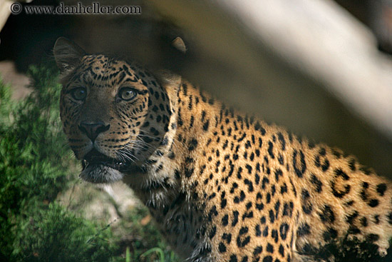 leopard-1.jpg