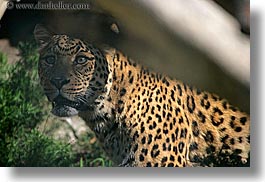 california, horizontal, leopard, san diego, west coast, western usa, zoo, photograph