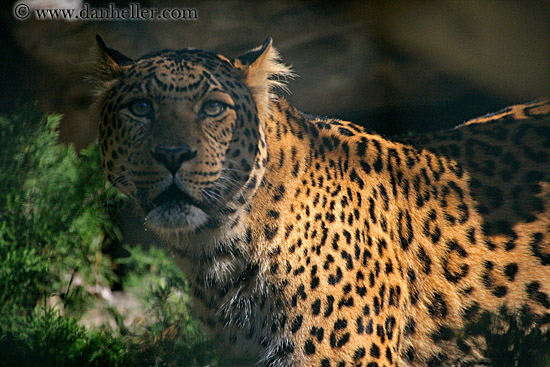 leopard-2.jpg