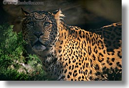 california, horizontal, leopard, san diego, west coast, western usa, zoo, photograph