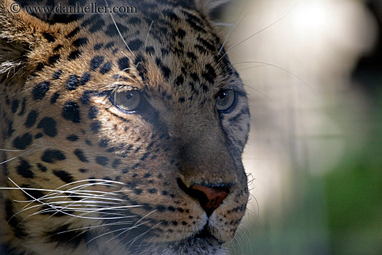 leopard-3.jpg