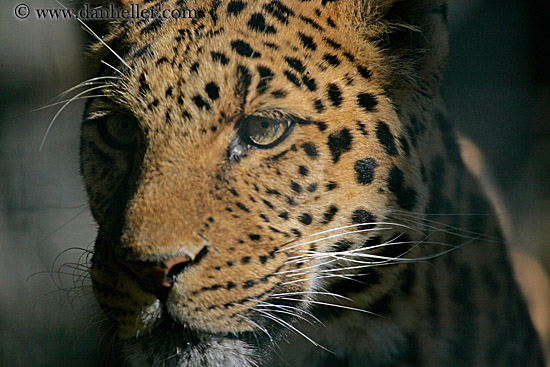 leopard-4.jpg