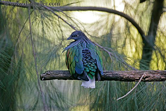 nicobar-pigeon-2.jpg