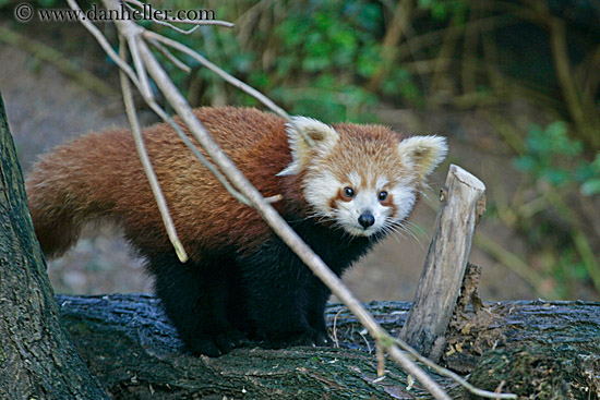 red-panda-1.jpg