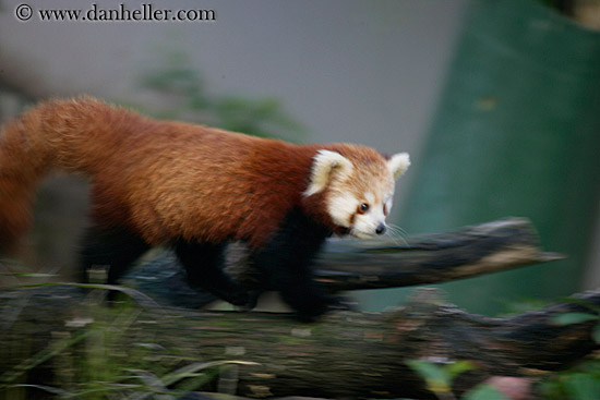red-panda-2.jpg