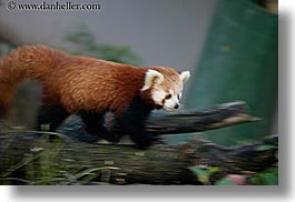 california, horizontal, panda, red, san diego, west coast, western usa, zoo, photograph