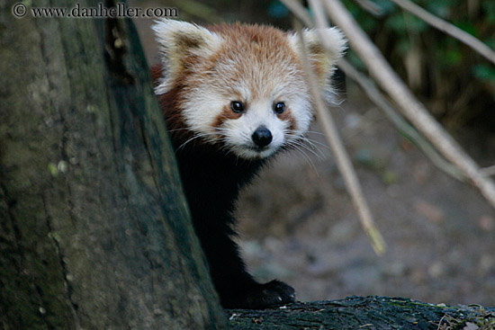 red-panda-3.jpg