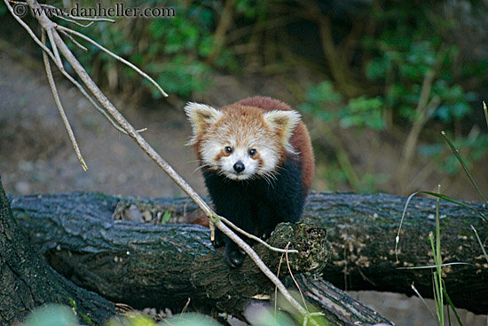red-panda-4.jpg